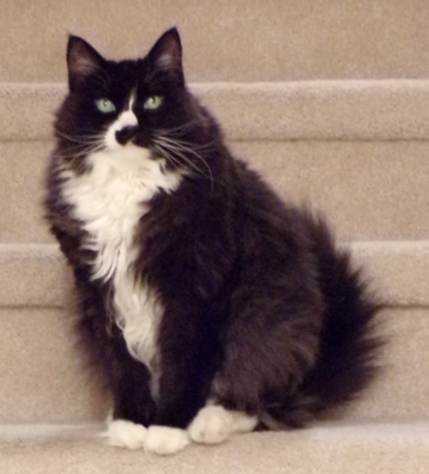 My cat Pitter Patter